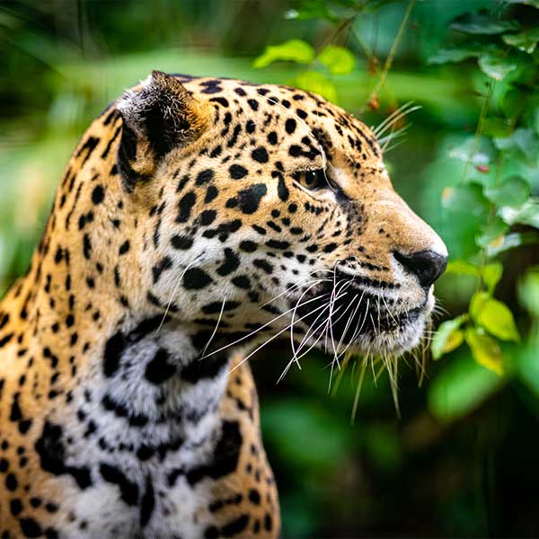 Jaguar in Belize